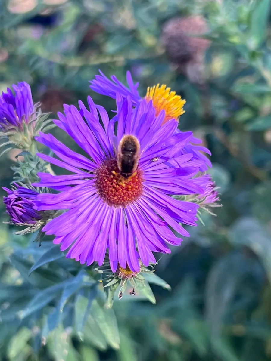 Sairies Prairie photo 3
