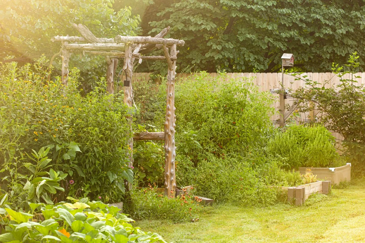 Toad & Sage Garden photo 1