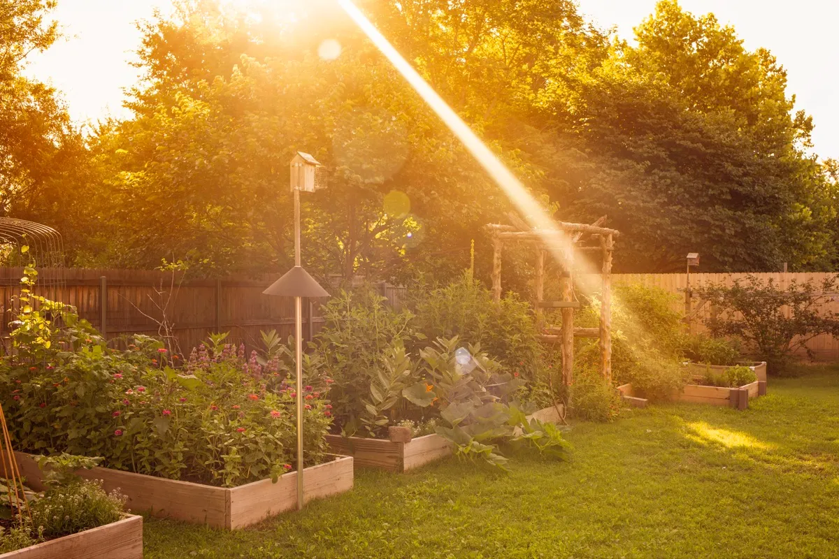 Toad & Sage Garden photo 3