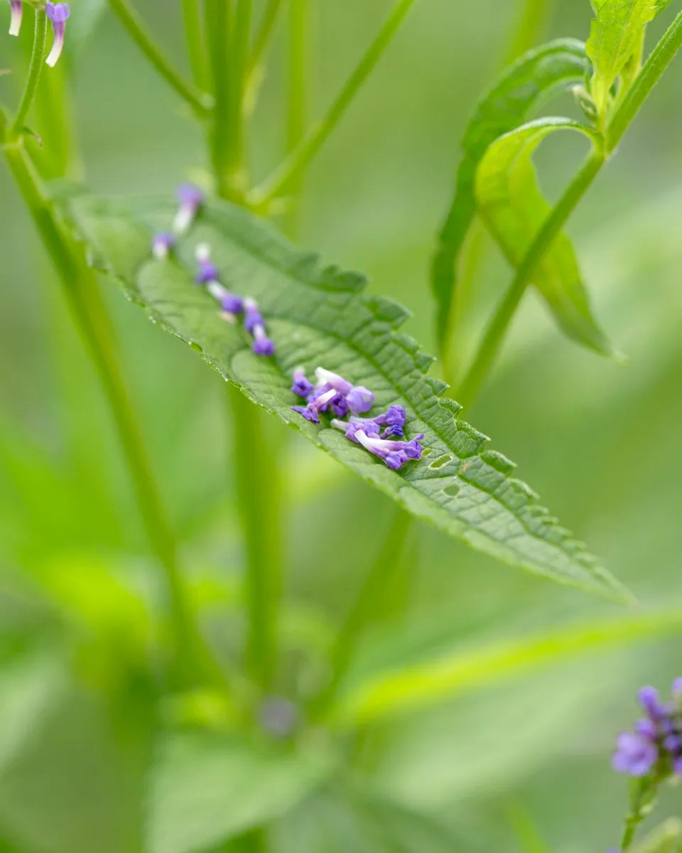 Toad & Sage Garden photo 7