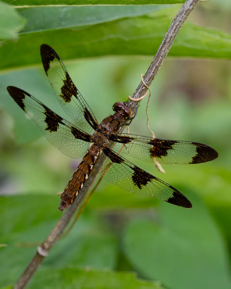Toad & Sage Garden photo 8