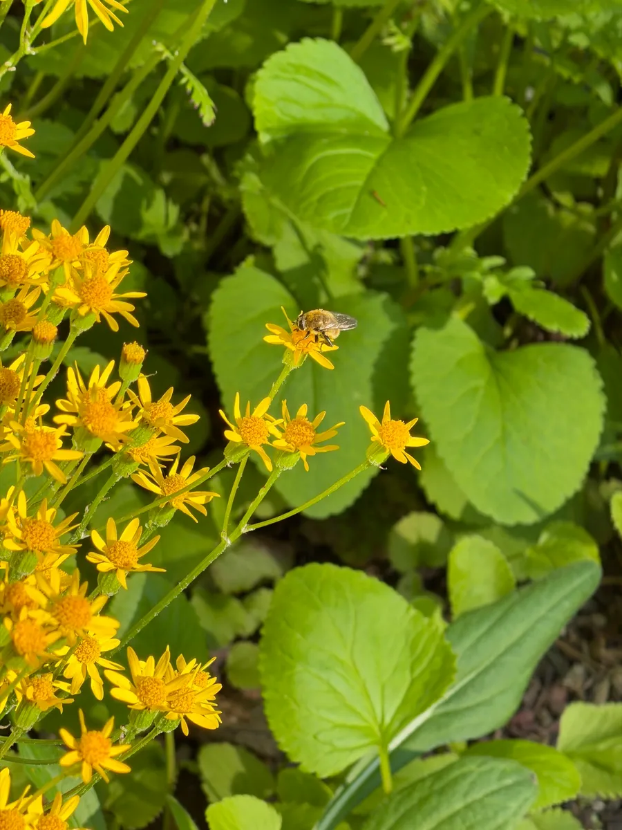 My NY Ecosystem photo 3