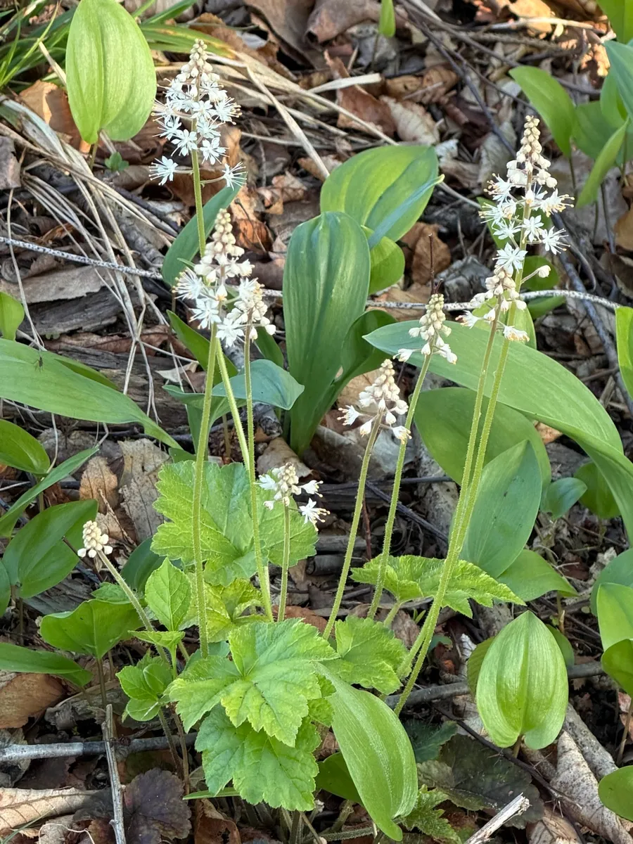My NY Ecosystem photo 4