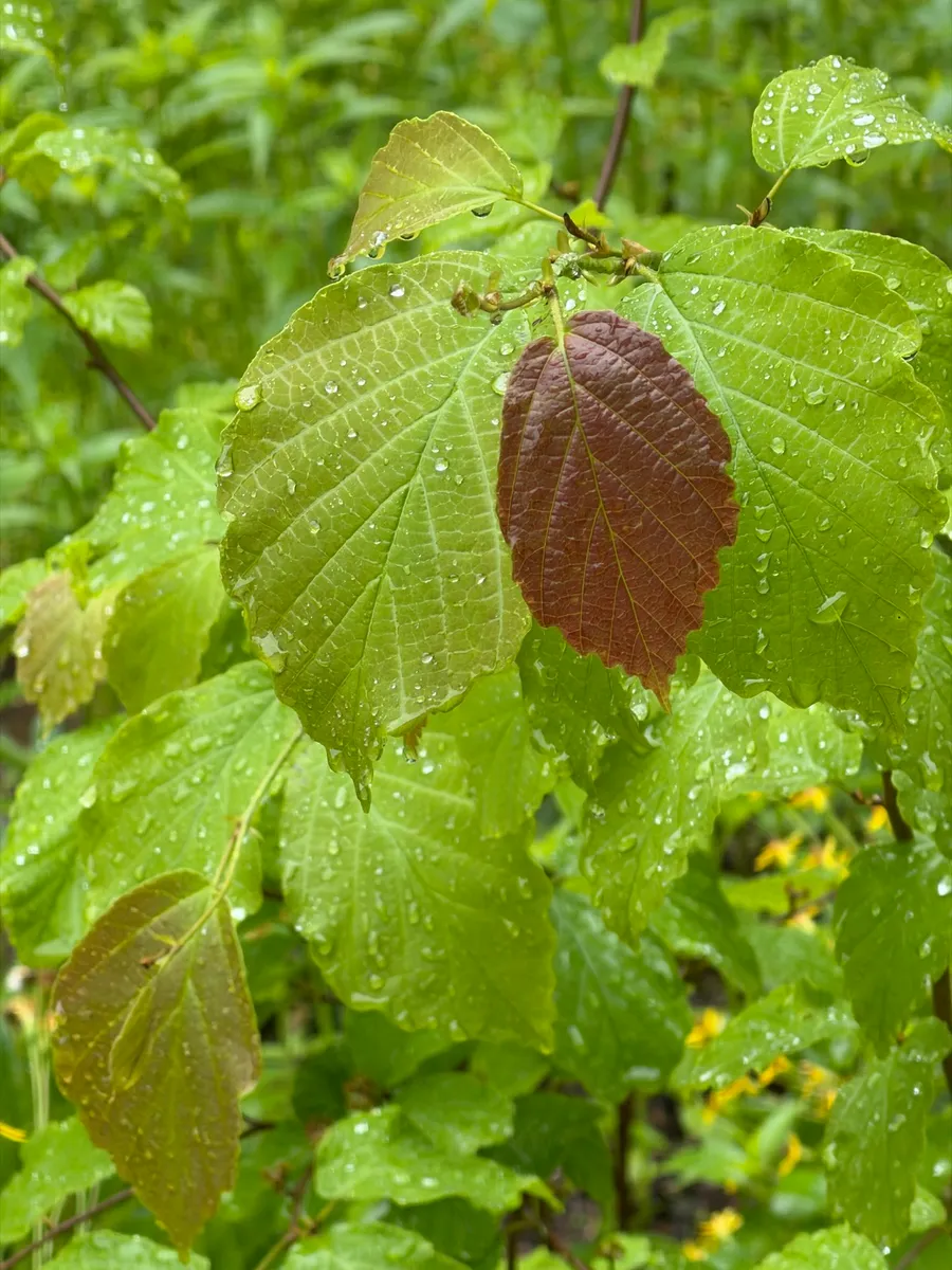 My NY Ecosystem photo 6