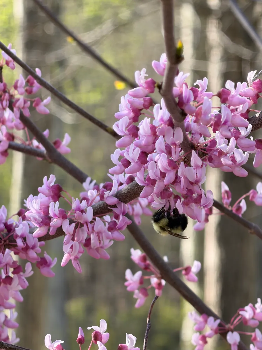 My NY Ecosystem photo 5