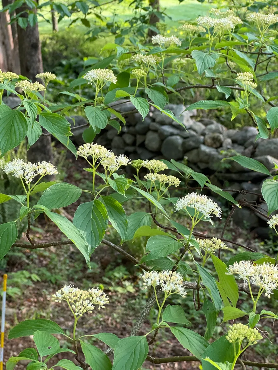 My NY Ecosystem photo 8