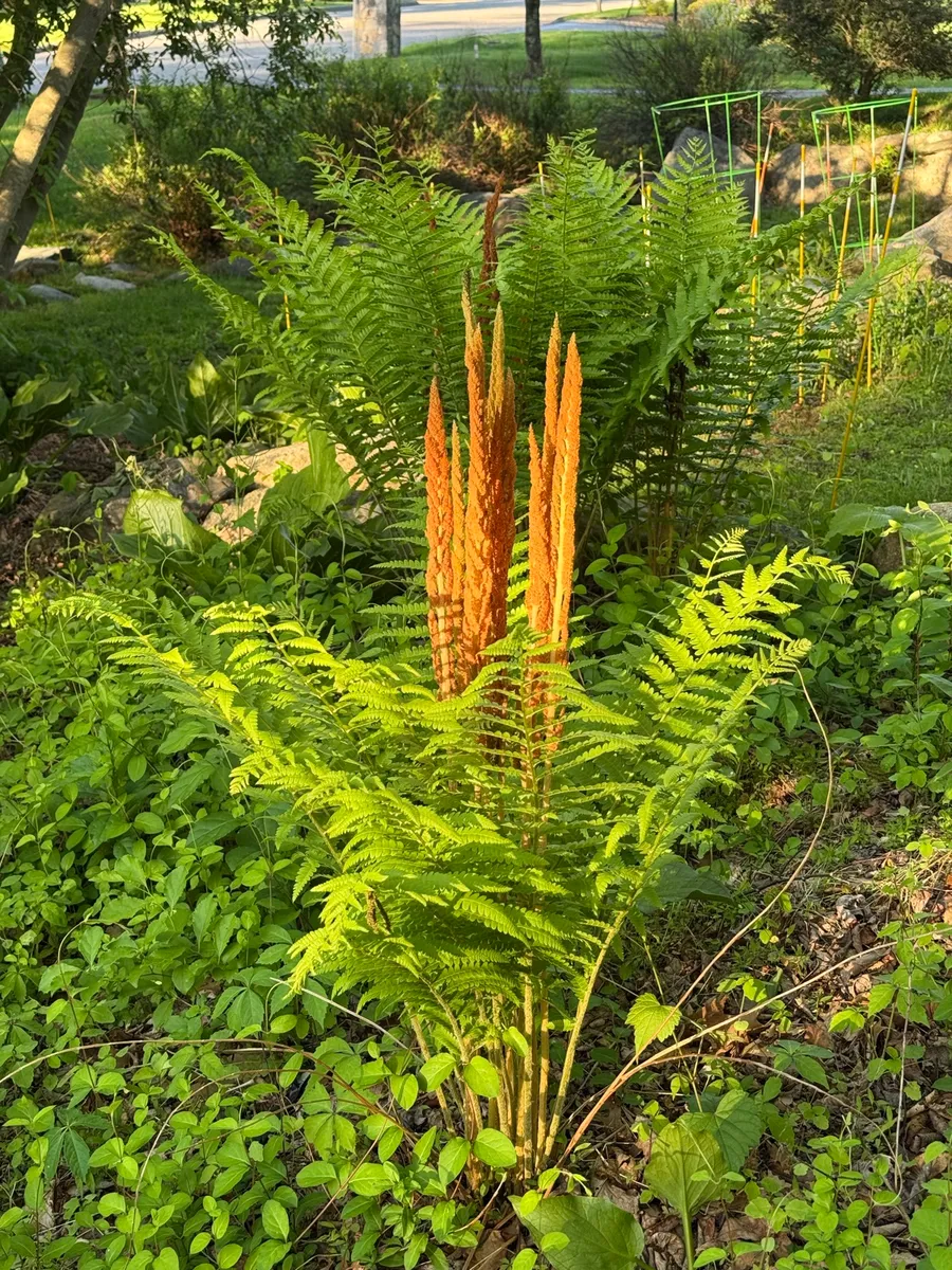 My NY Ecosystem photo 9