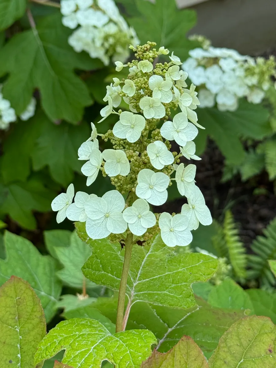 My NY Ecosystem photo 11
