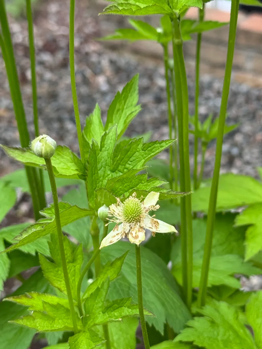 My NY Ecosystem photo 10