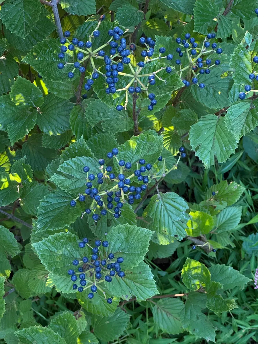 My NY Ecosystem photo 12