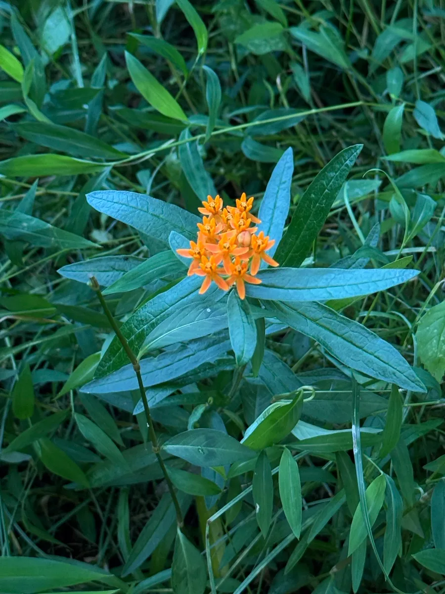 My NY Ecosystem photo 13