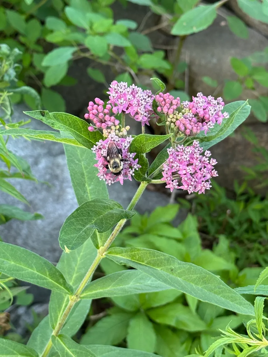 My NY Ecosystem photo 14