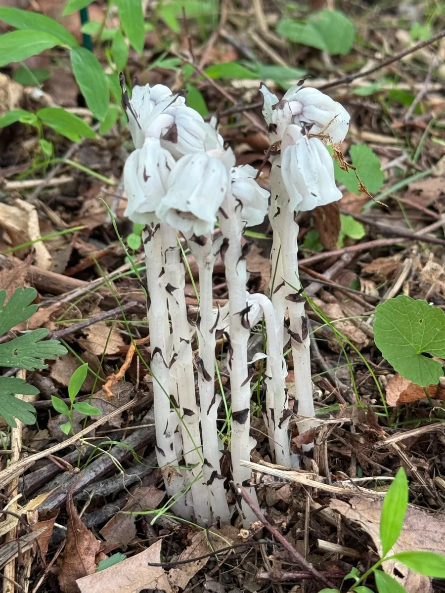 My NY Ecosystem photo 15