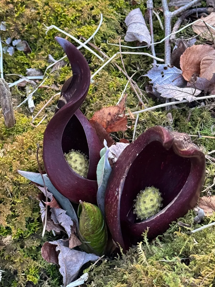My NY Ecosystem photo 16