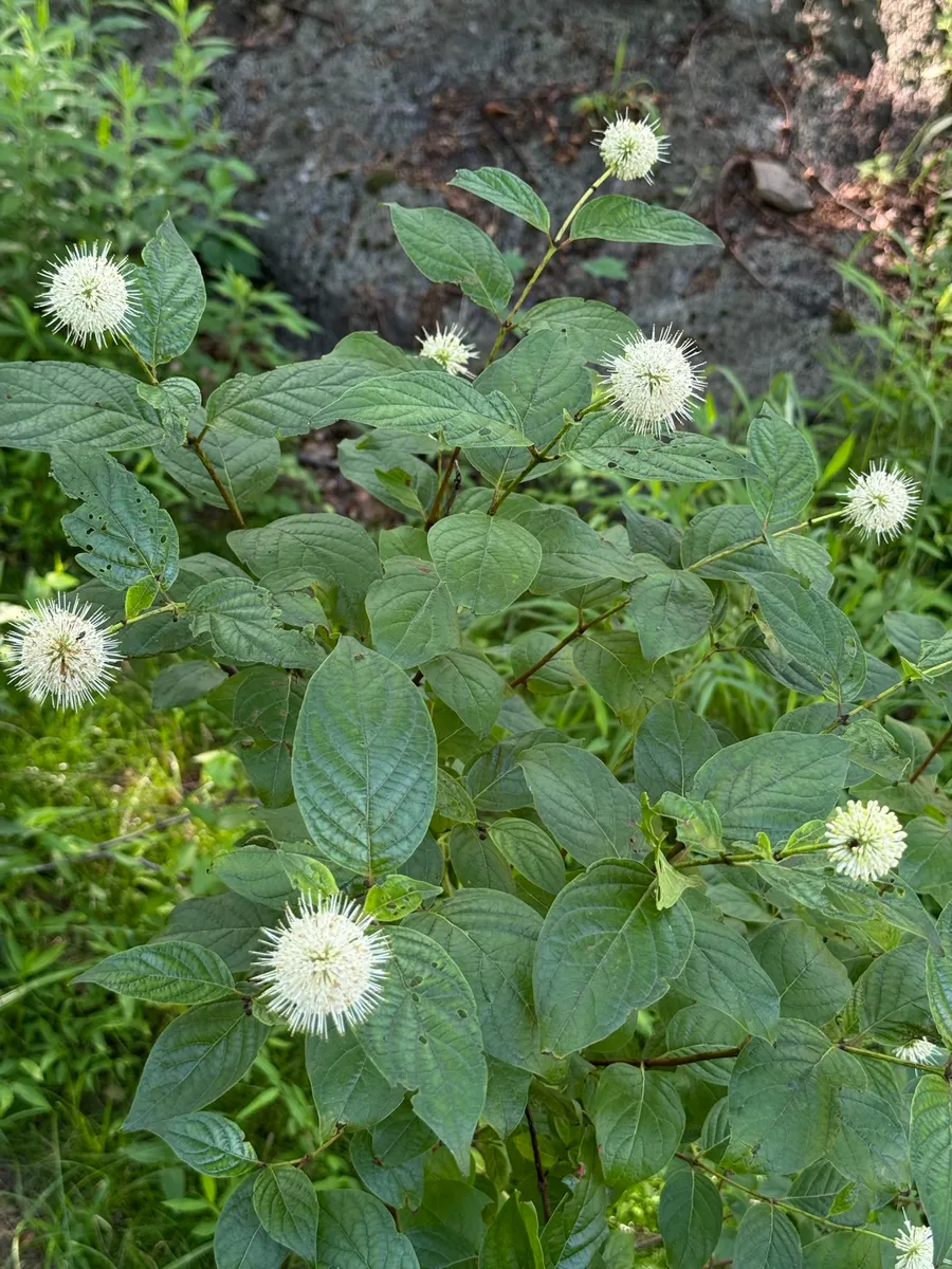 My NY Ecosystem photo 17