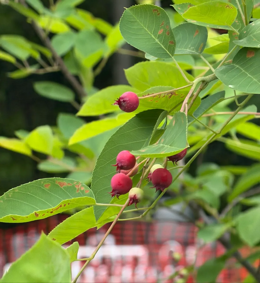 My NY Ecosystem photo 19