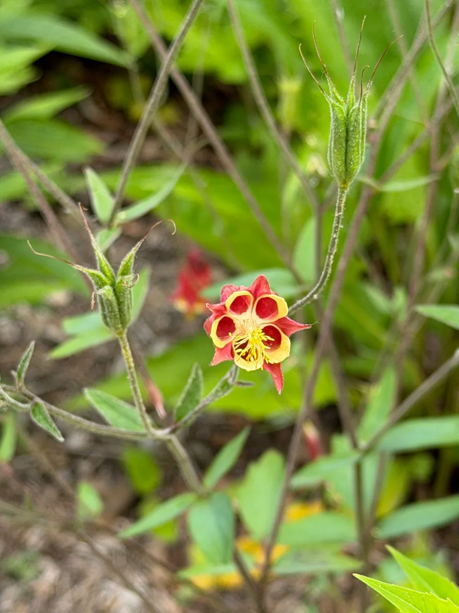 My NY Ecosystem photo 20