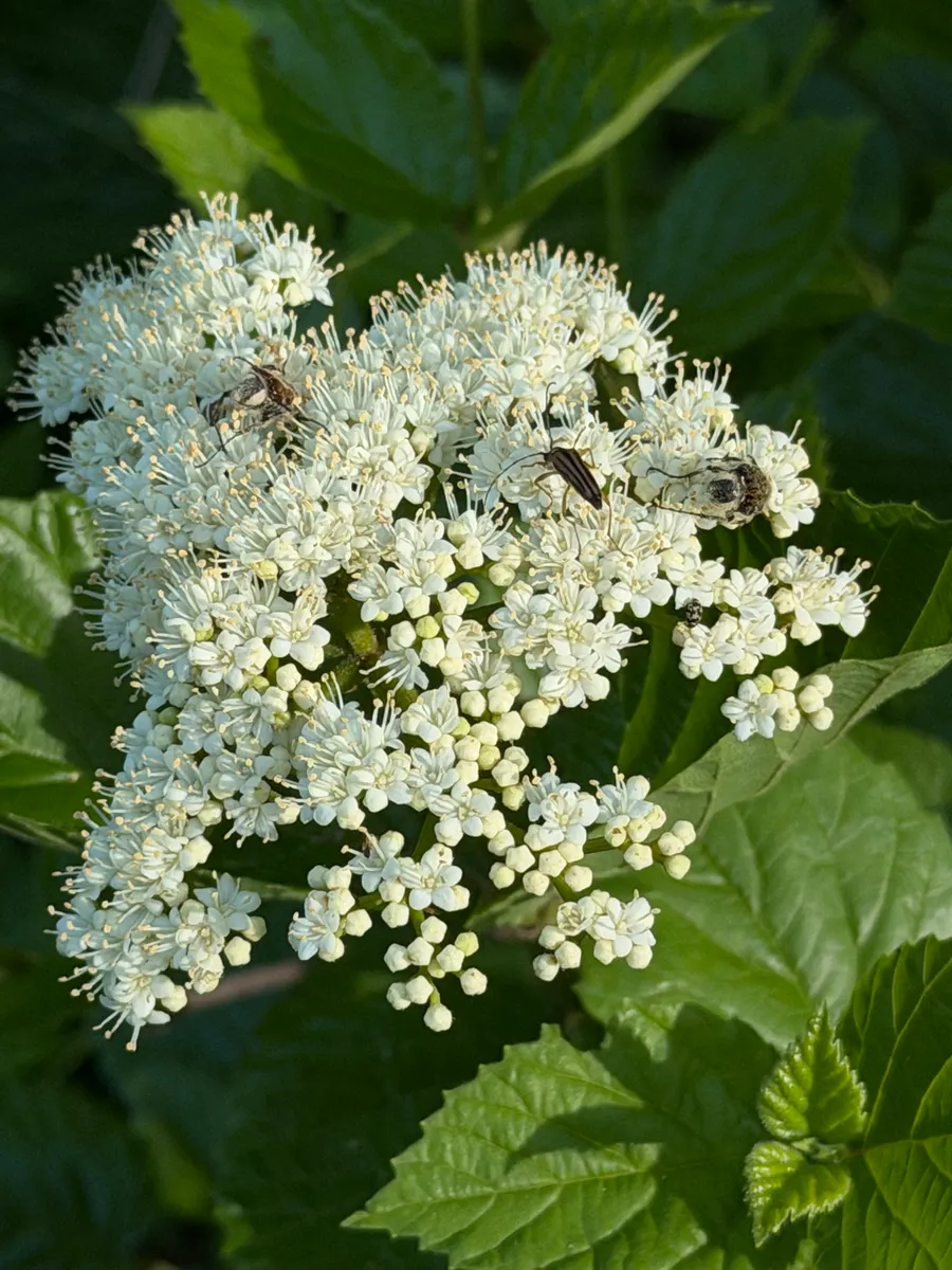 My NY Ecosystem photo 21