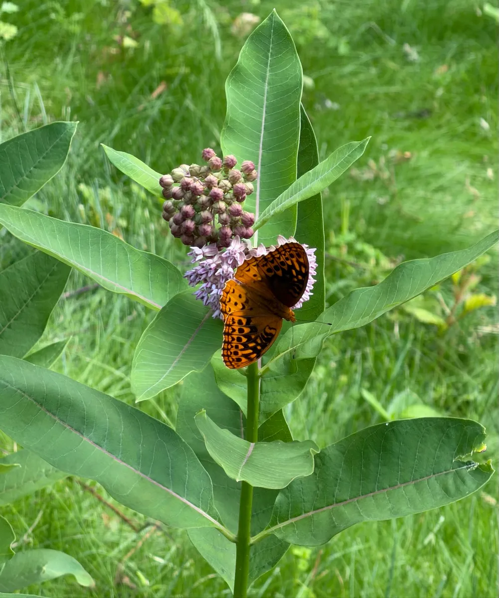My NY Ecosystem photo 23
