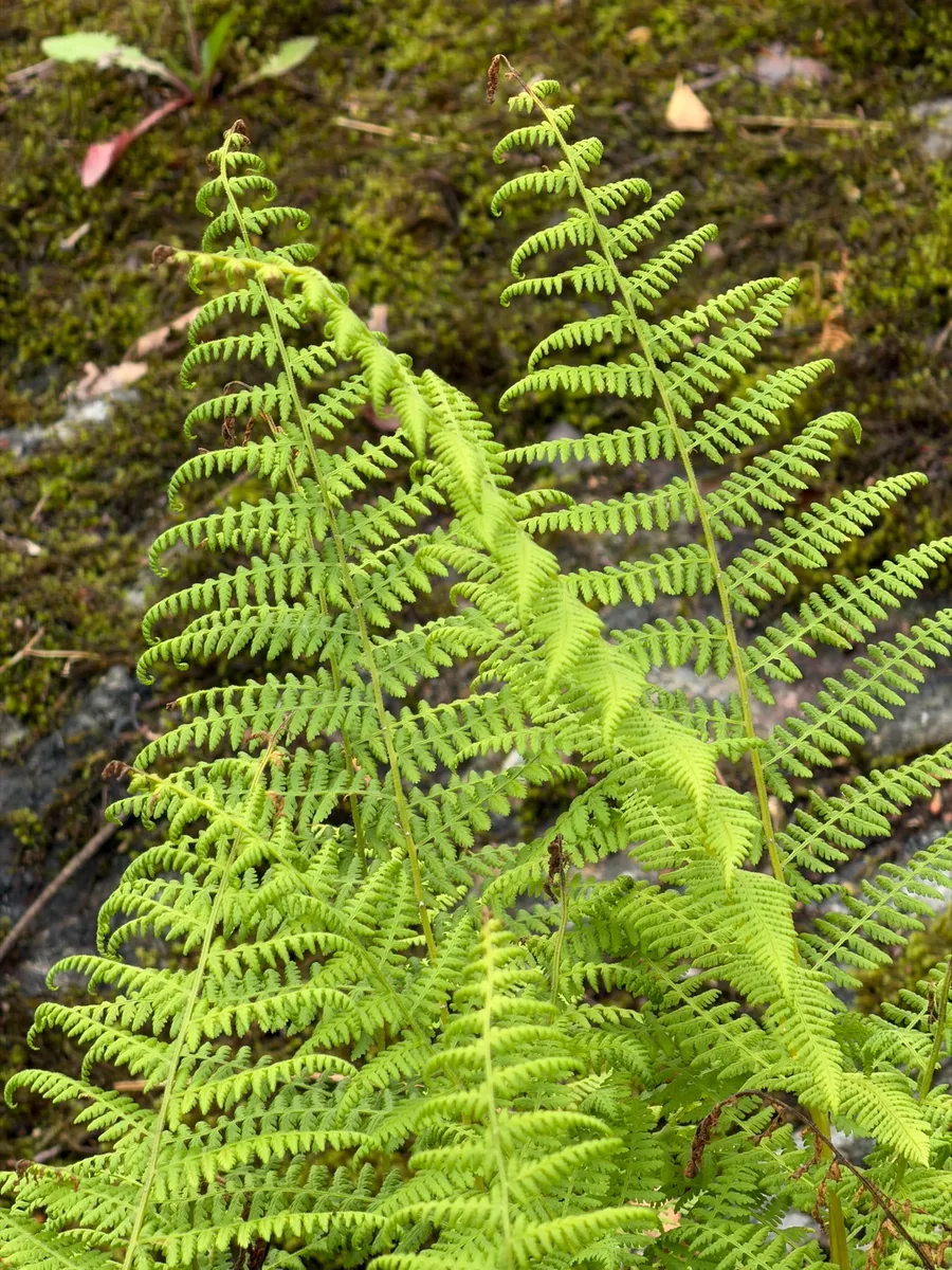My NY Ecosystem photo 24