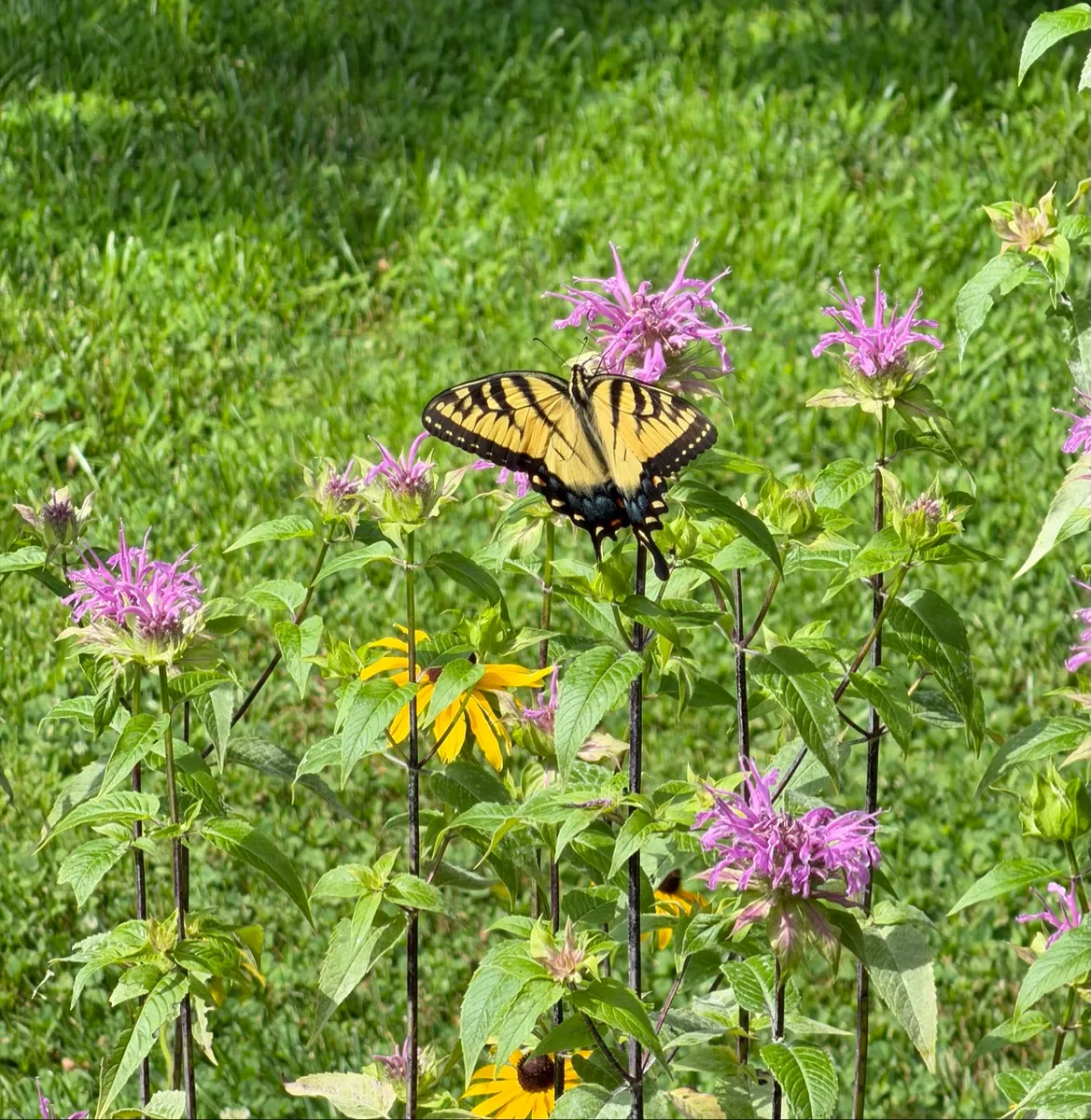 My NY Ecosystem photo 25