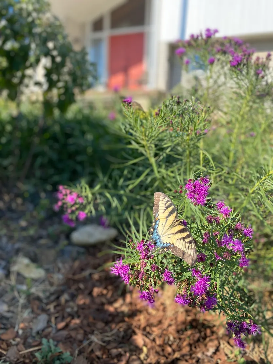 Culver’s Root Gardens photo 4