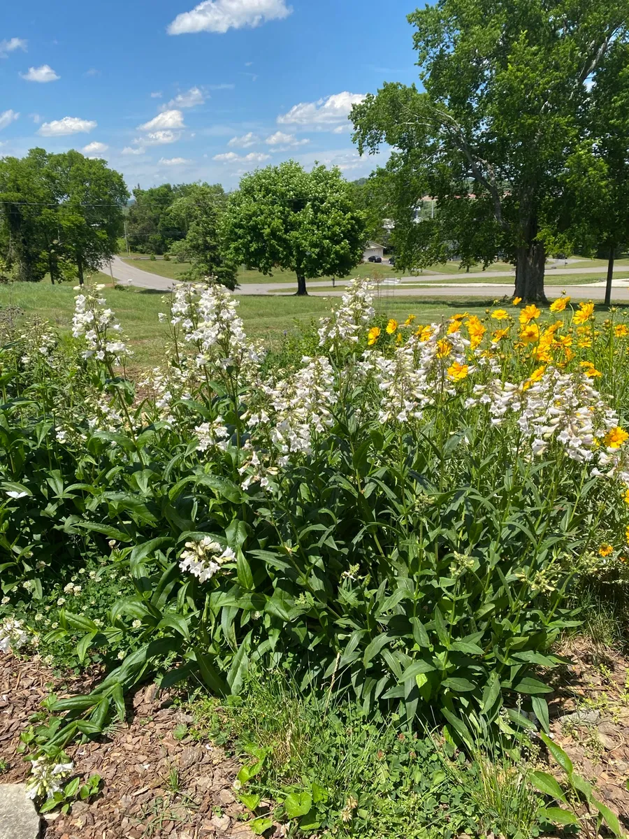 Culver’s Root Gardens photo 11