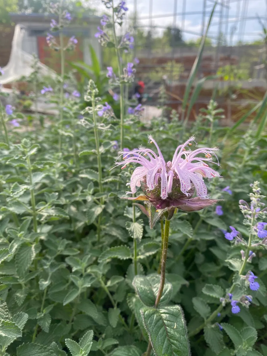 Culver’s Root Gardens photo 12