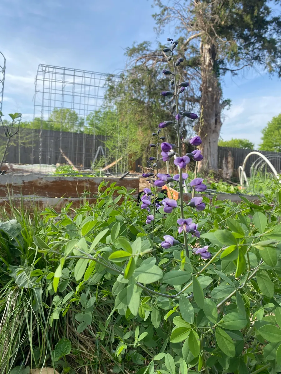 Culver’s Root Gardens photo 13
