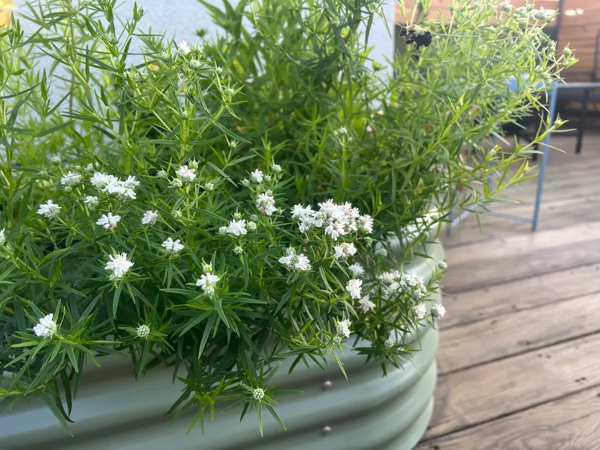 LittleSwallowGarden photo 7