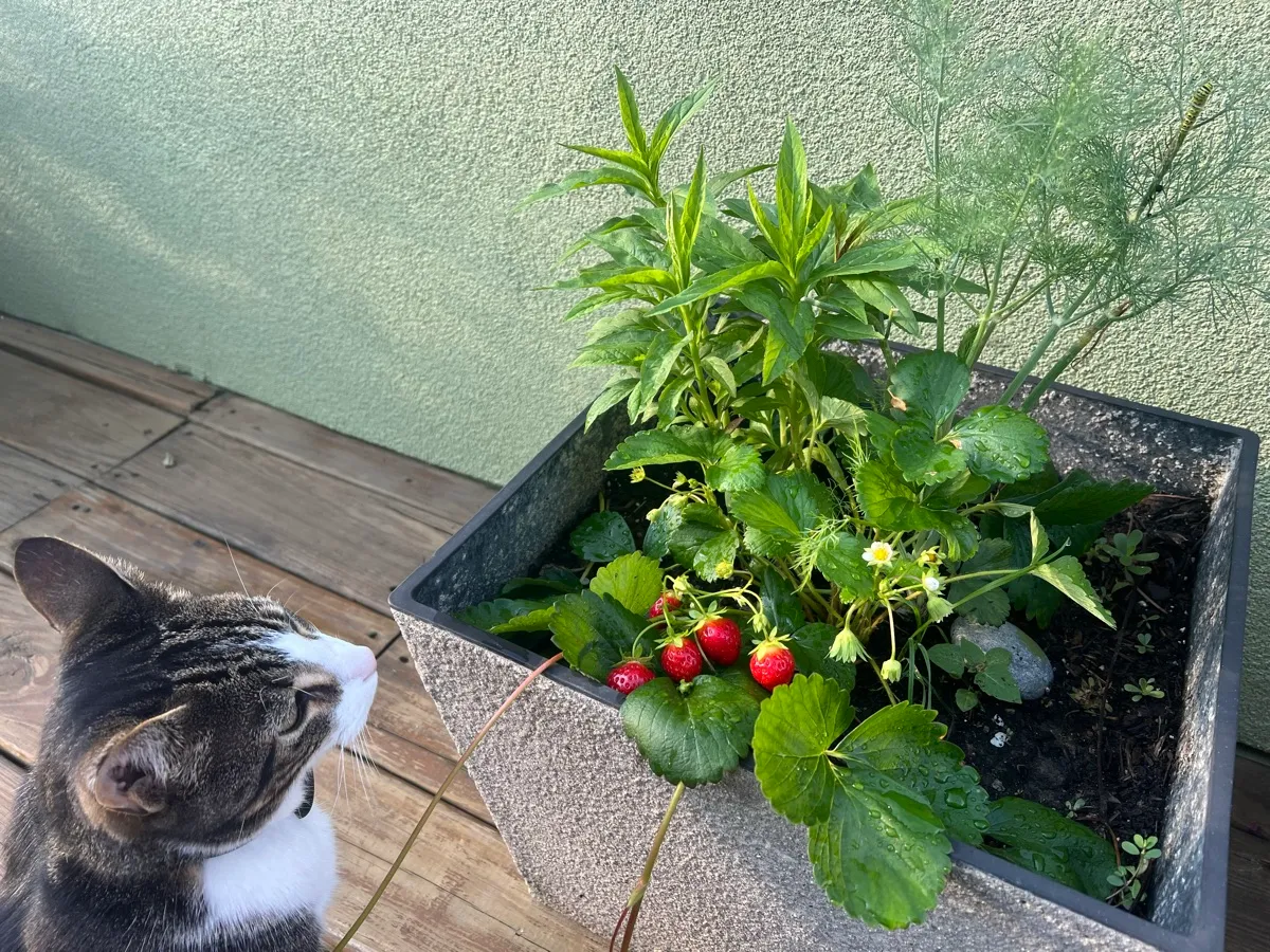 LittleSwallowGarden photo 1