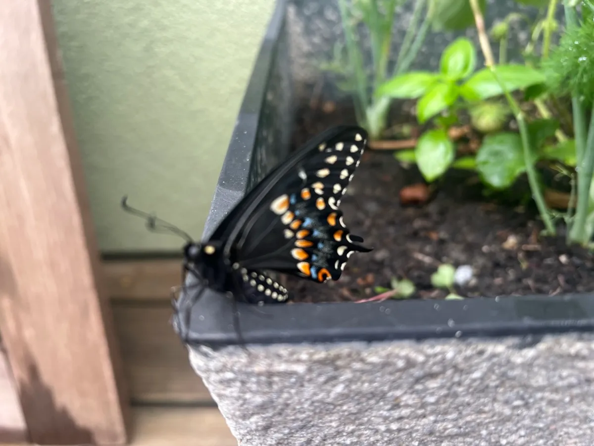 LittleSwallowGarden photo 2