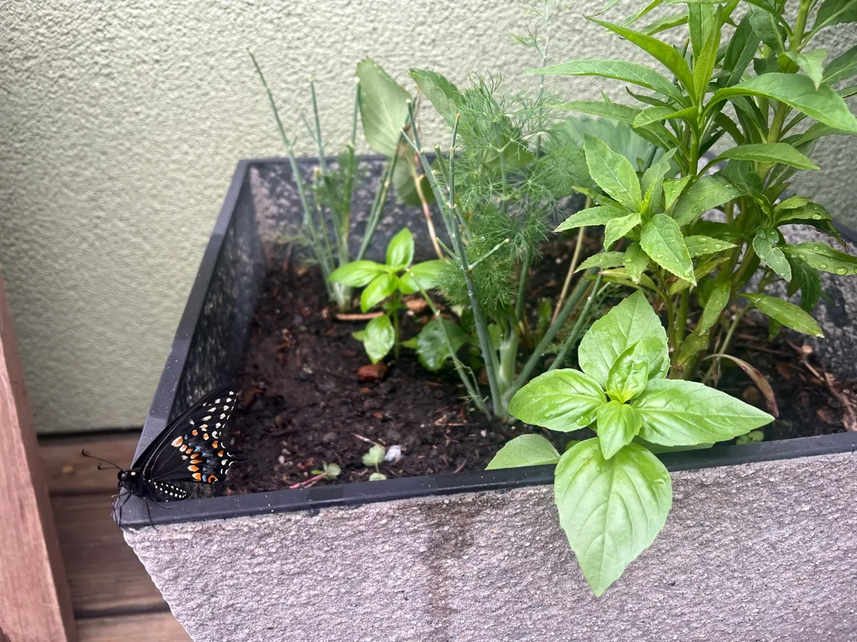 LittleSwallowGarden photo 3