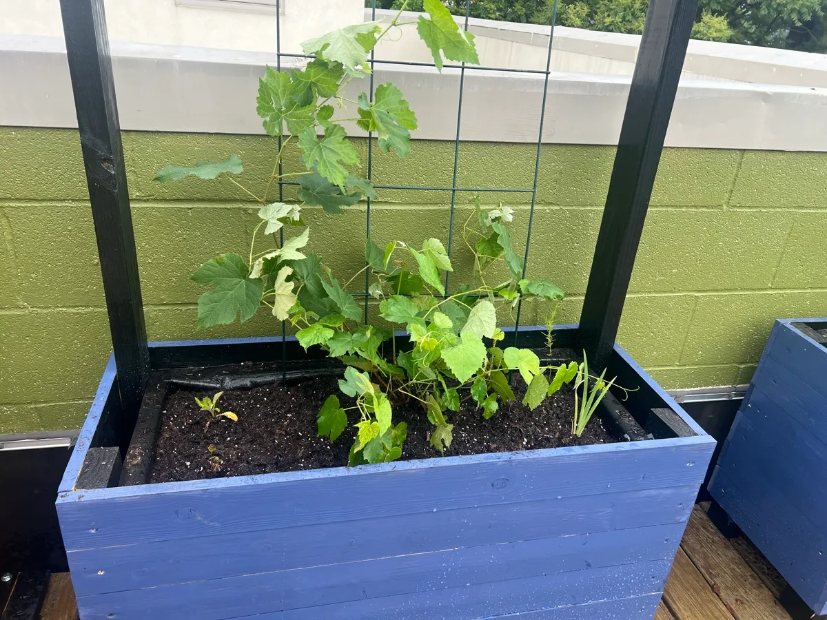 LittleSwallowGarden photo 5