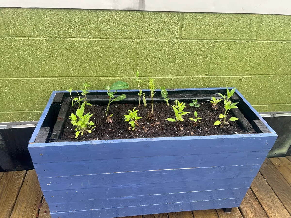 LittleSwallowGarden photo 6