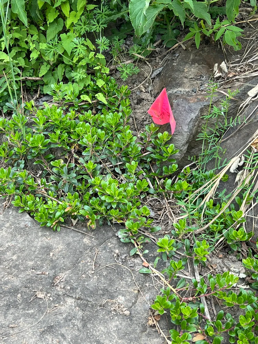 Humble Bee Haven photo 8