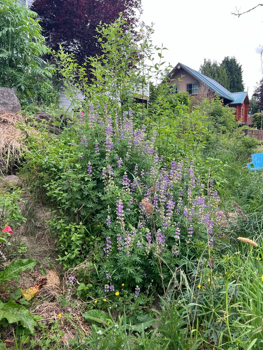 Humble Bee Haven photo 9
