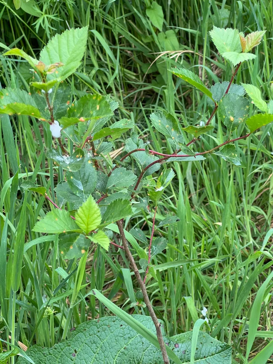 Humble Bee Haven photo 17