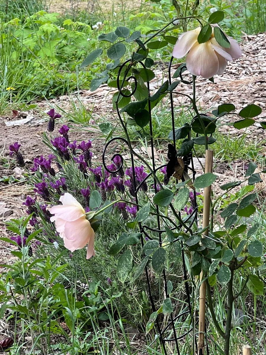 Humble Bee Haven photo 27