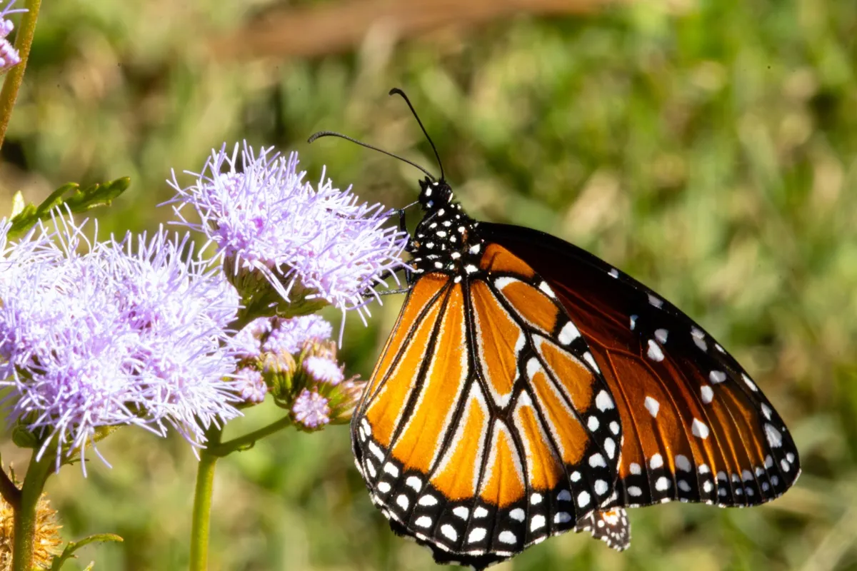 Bumblebee village photo 2