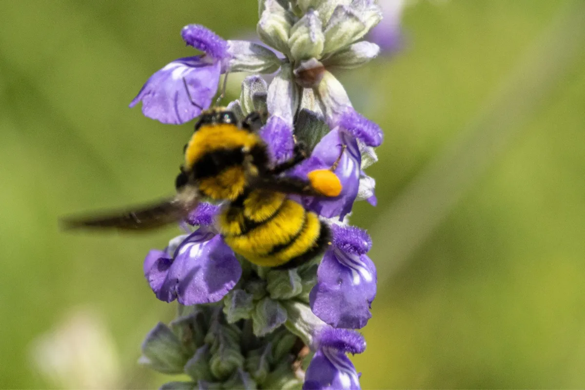 Bumblebee village photo 15