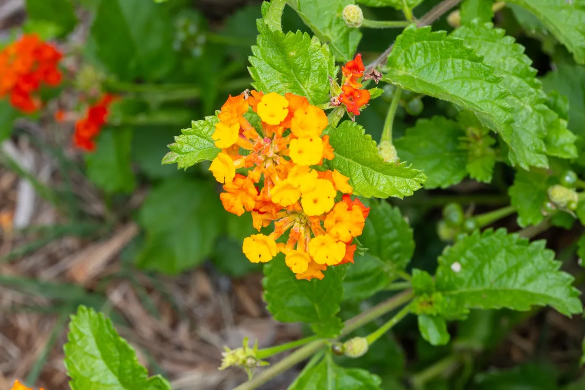 Bumblebee village photo 10