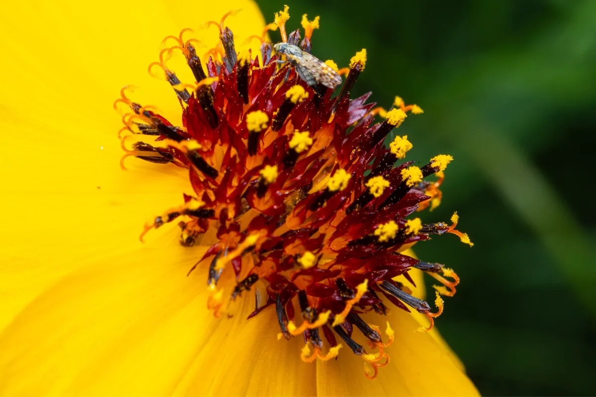 Bumblebee village photo 11