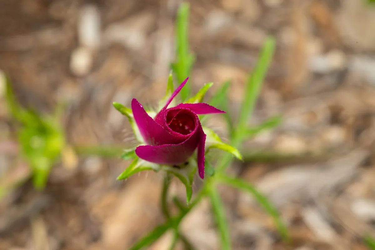 Bumblebee village photo 12