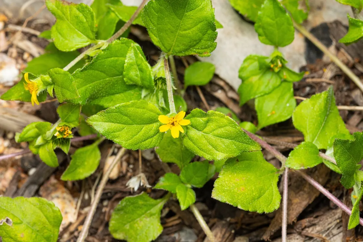 Bumblebee village photo 13