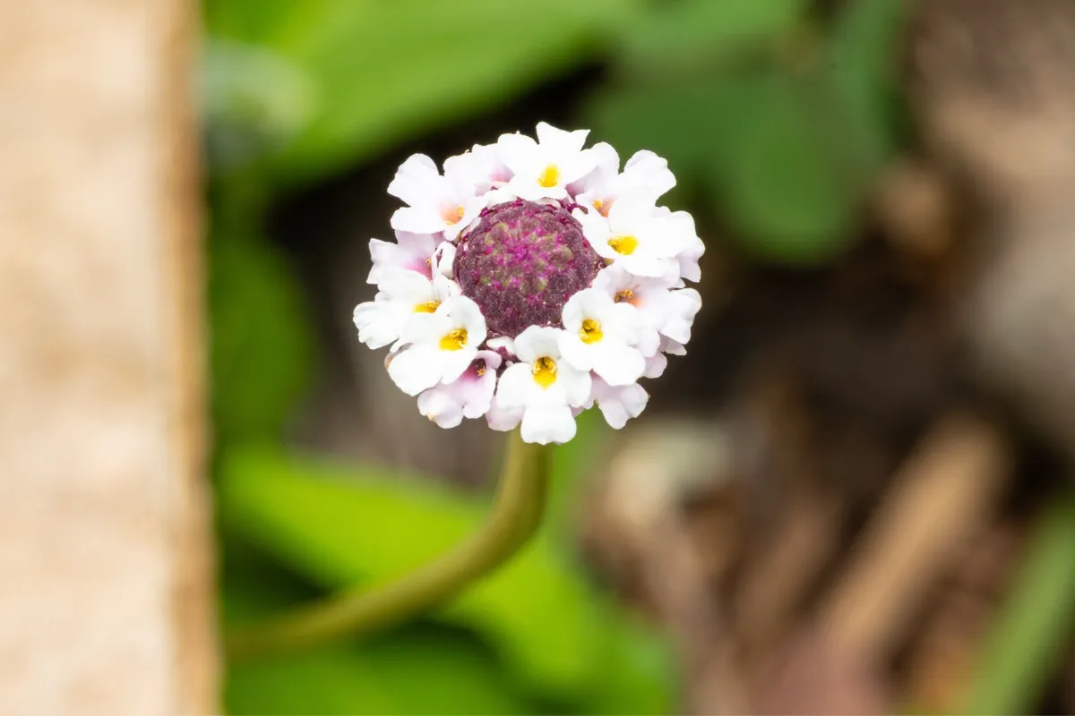 Bumblebee village photo 14