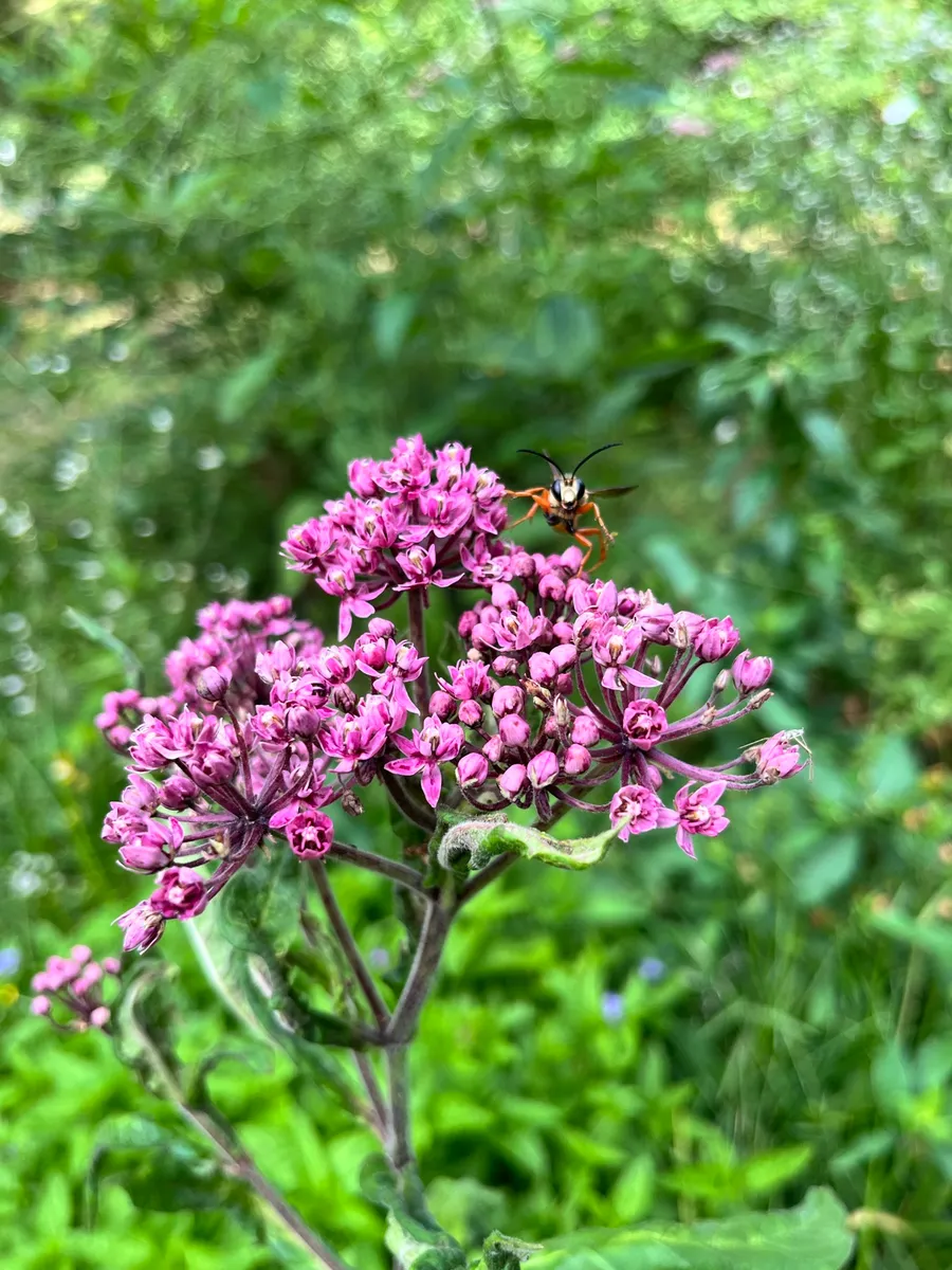 Springs Wild Garden photo 1