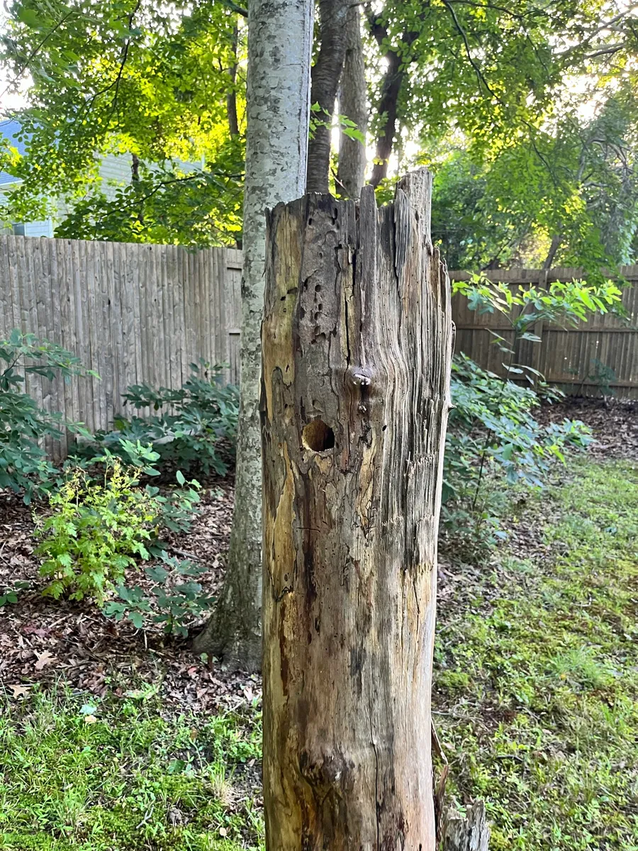 Springs Wild Garden photo 8