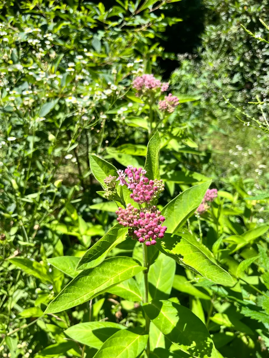 Springs Wild Garden photo 7