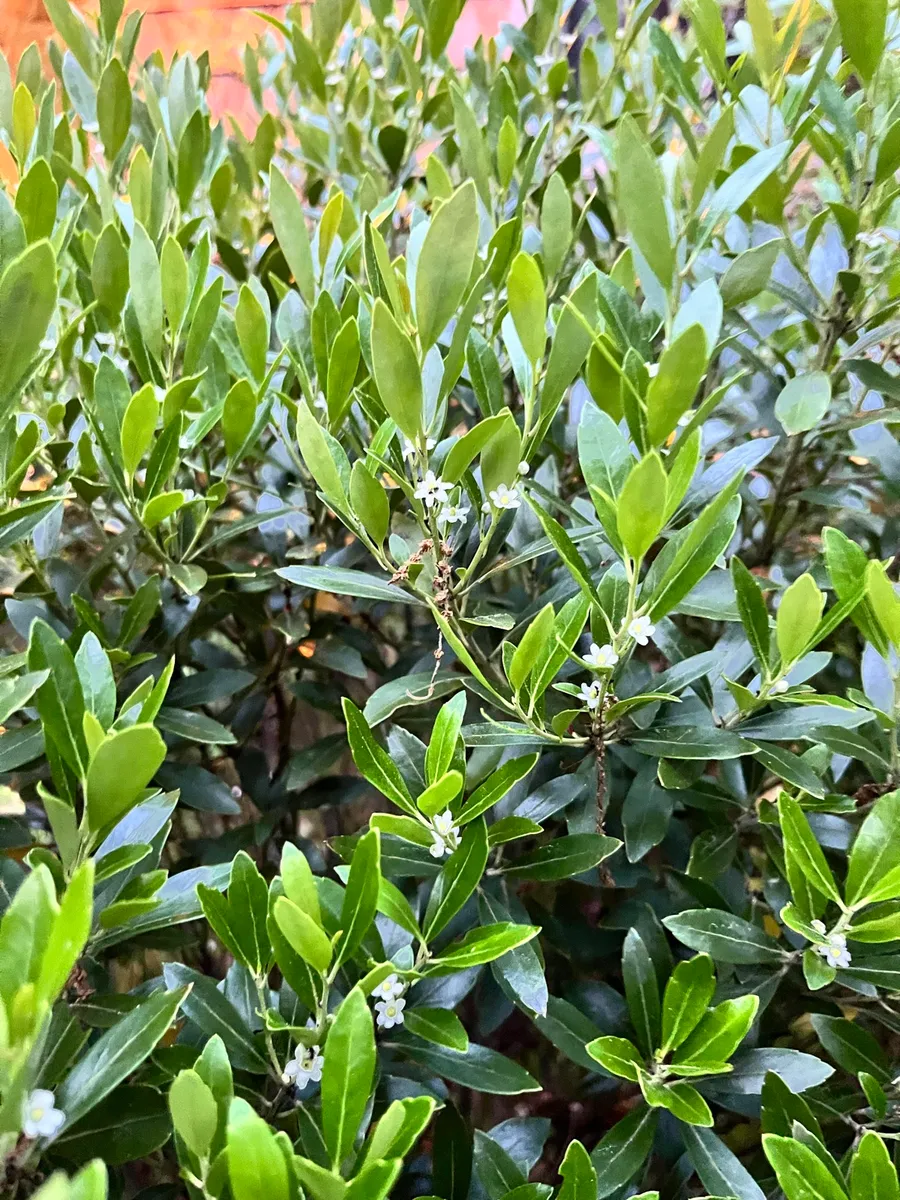 Springs Wild Garden photo 6
